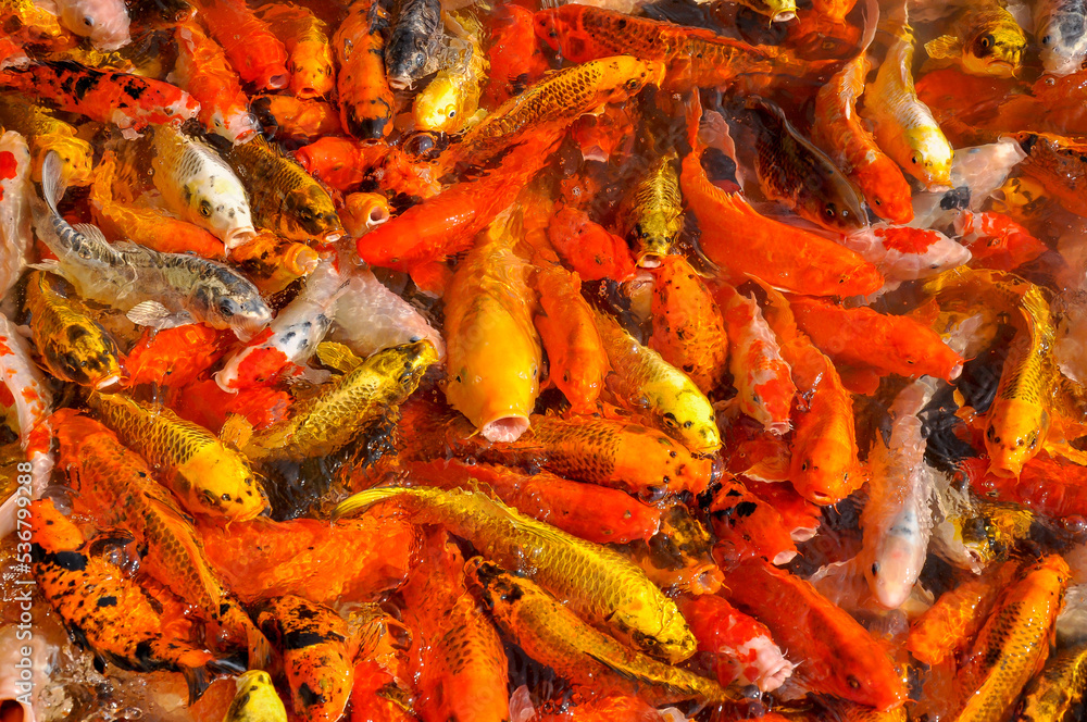 Koi fish carp crowded in pond. Top view close up