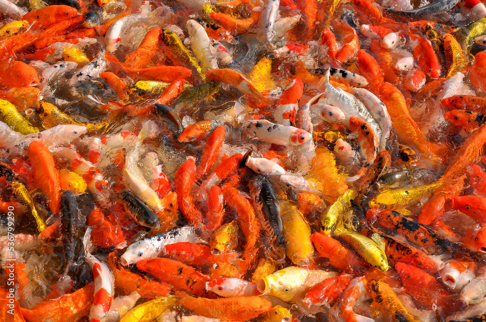 Koi fish carp crowded in pond. Top view close up