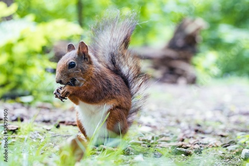 Closeup of a Sciurus vulgaris ognevi (Central Russian Squirrel)  in a forest photo