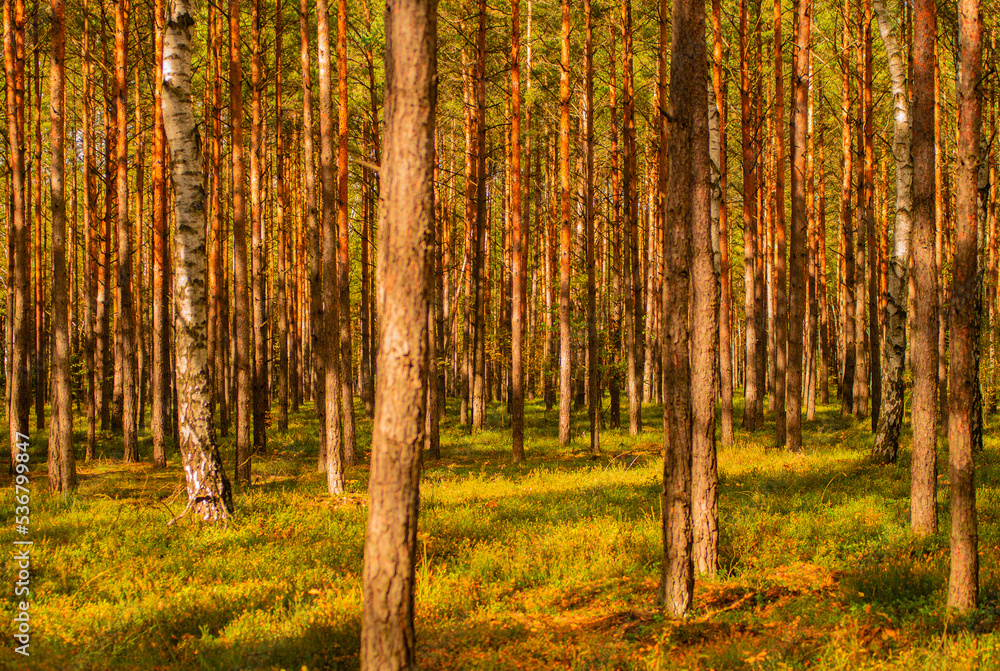 Fototapeta premium autumn in the forest