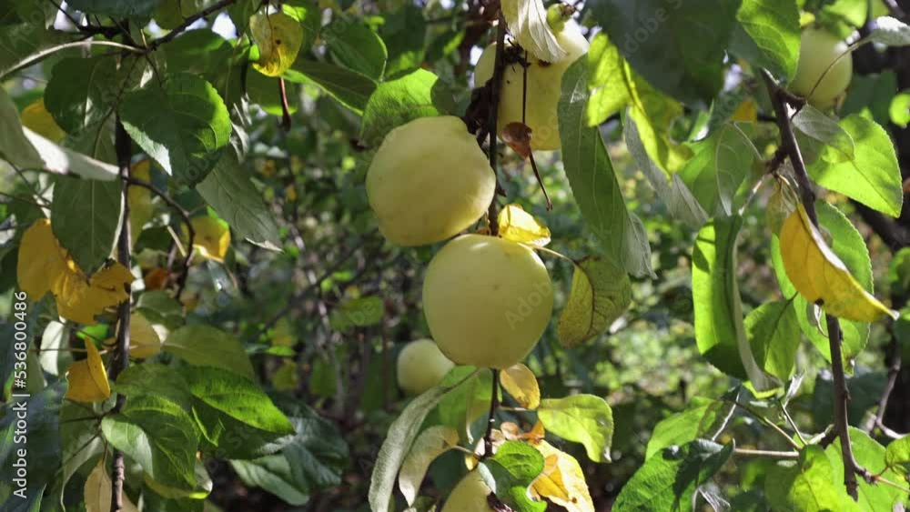 A green apple hangs on a tree branch, a ripe apple can be eaten, vitamins on a tree A green apple hangs on a tree branch, a ripe apple can be eaten, vitamins on a tree