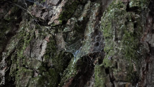 Wallpaper Mural Tree bark close up, web on tree, walnut bark, wood texture Torontodigital.ca