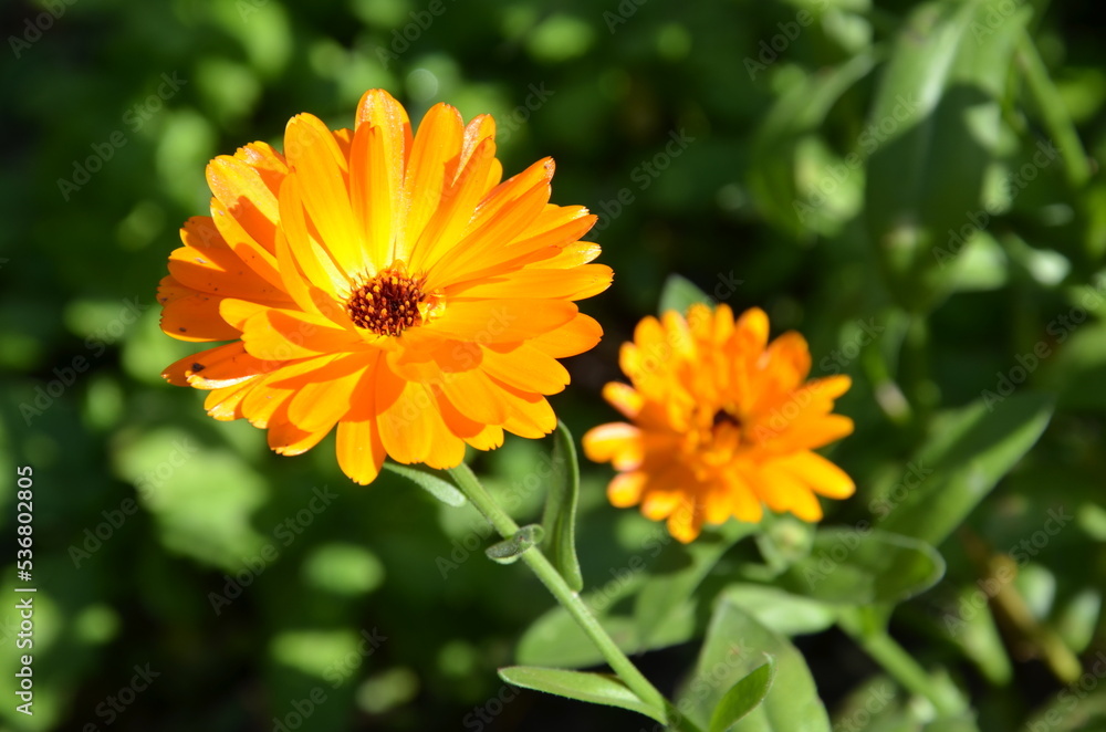 Ringelblume - Calendula blüht im Herbstgarten Ringelblume - Calendula blüht im Herbstgarten