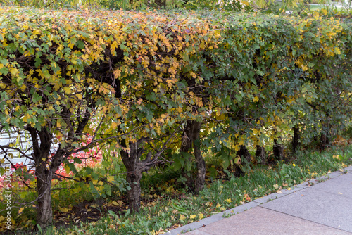 Square-trimmed bushes of decorative hawthorn. Autumn view.
