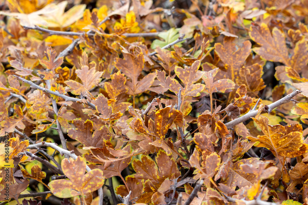 Close-up of the bright autumn foliage of the hawthorn shrub. Close-up of the bright autumn foliage of the hawthorn shrub.