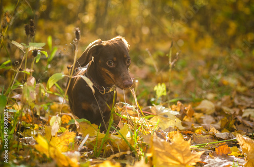 dog breed dachshund mini coffee color for a walk in the autumn park