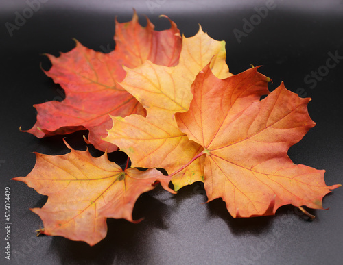 Autumn leaves in shades of red, orange and gold on a black background