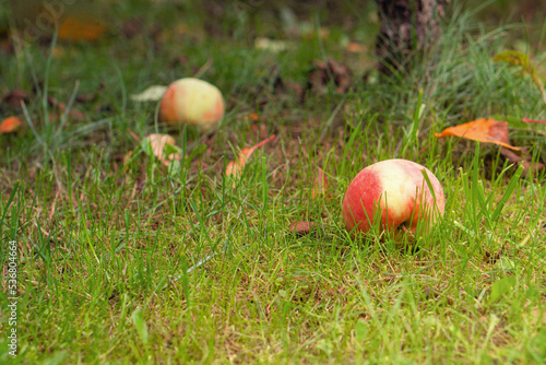 Red apples in the autumn garden. Apples hang on a branch.