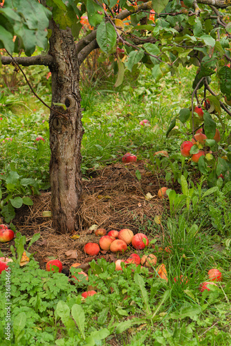 Red apples in the autumn garden. Apples hang on a branch.