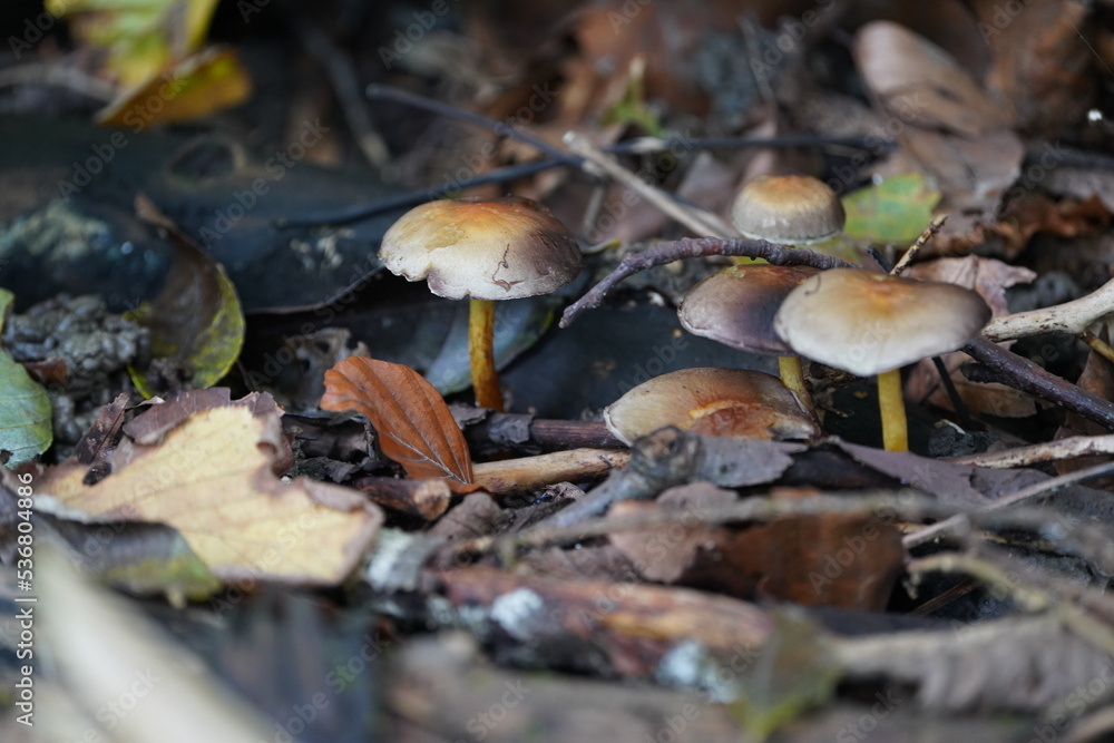 Mushrooms growing in the Forest Mushrooms growing in the Forest