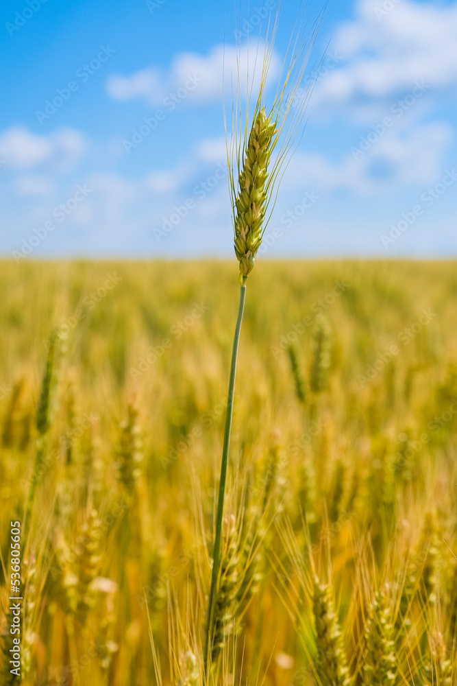 Obraz premium Wheat Field. Ears of wheat close up
