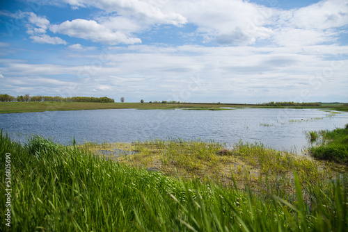 Summer landscape on the river bank