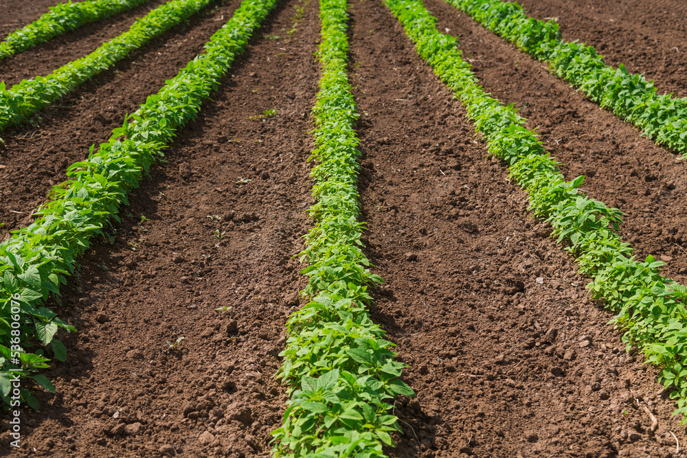 Amaranth bushes are grown in an agricultural field on a farm Amaranth bushes are grown in an agricultural field on a farm