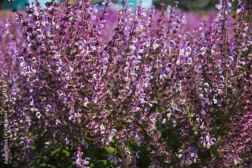 Bushes of clary sage (Salvia sclarea) bloom on a garden bed in the garden