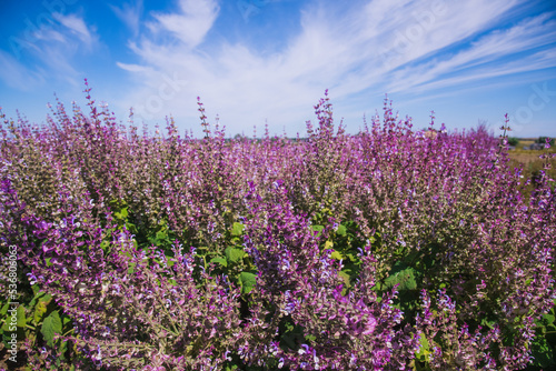 Bushes of clary sage  Salvia sclarea  bloom on a garden bed in the garden