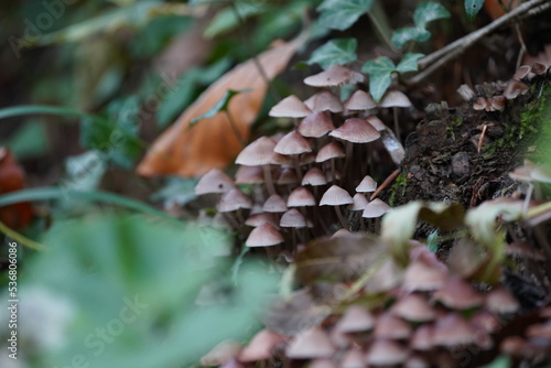 Mushrooms Growing in the Forest