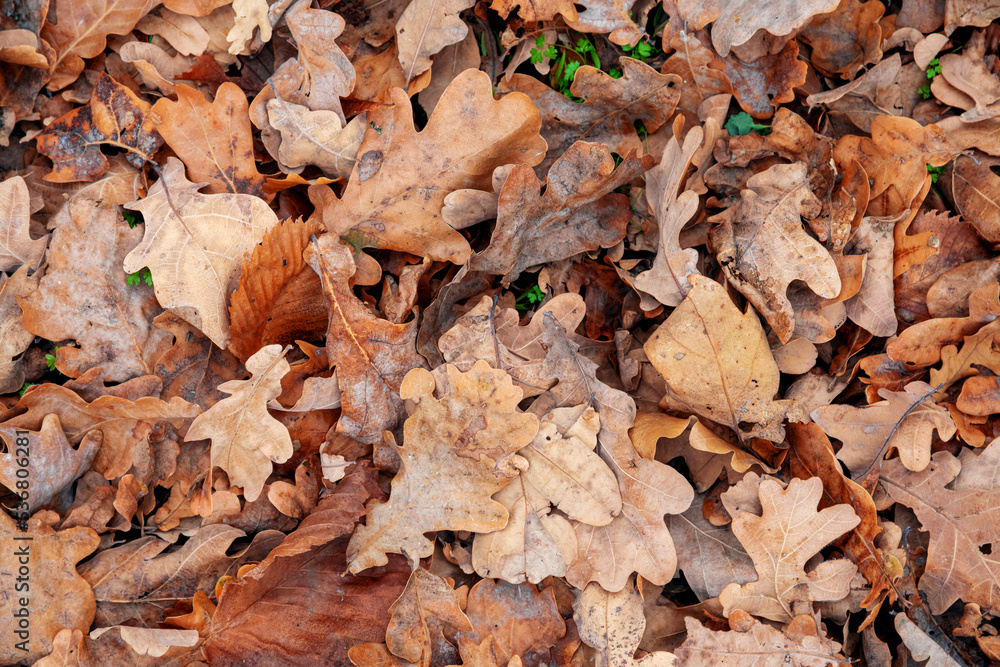 Oak forest in late autumn, fallen leaves Oak forest in late autumn, fallen leaves