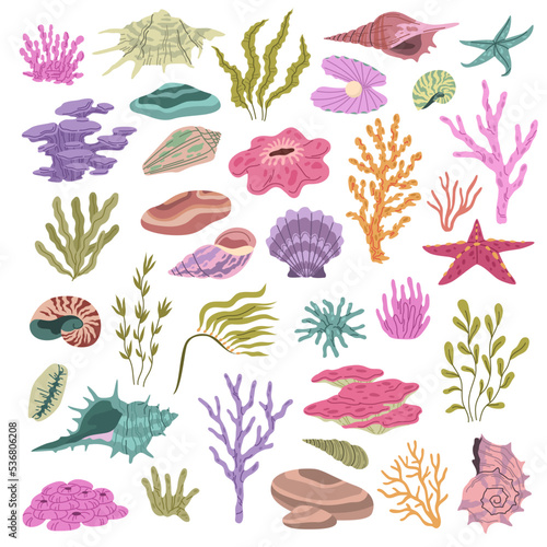 Seashell seaweeds corals. Color underwater conches, hawaii beach elements, reefs wildlife, beautiful ocean nature, shell and starfish, aquarium decorations tidy vector hand drawn isolated set