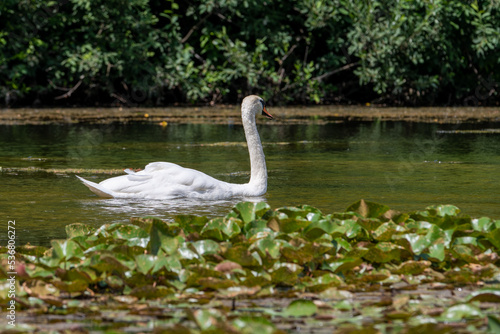 Swan on the lake. Graceful White Swan Swimming In The Lake  Swans In The Wild. Swan on the river. 