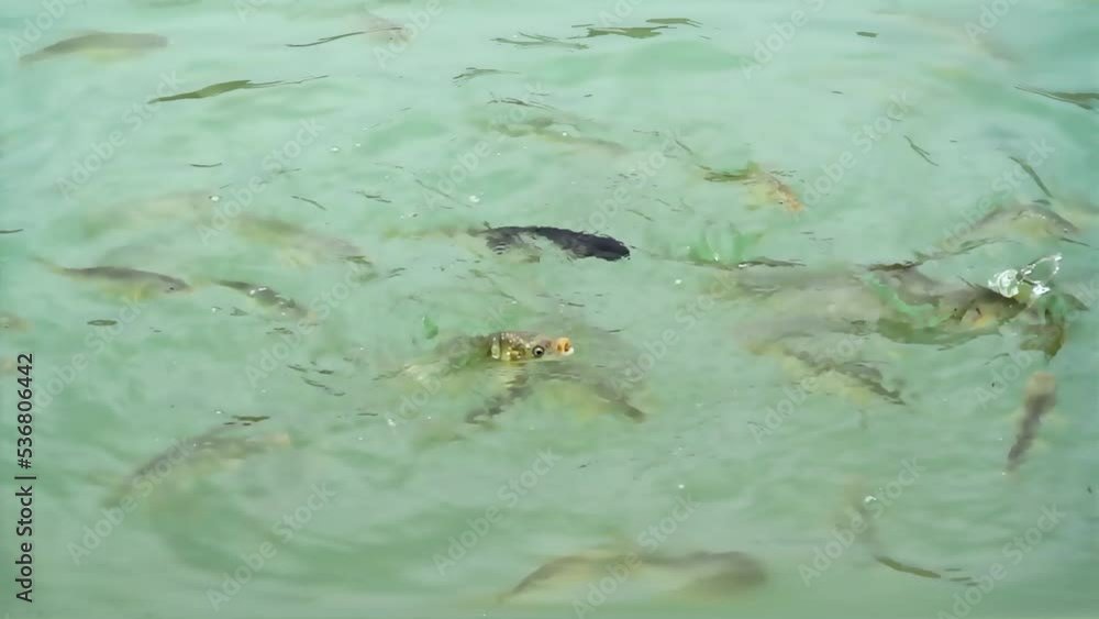 Hungry fish eat food. Feeding of river fish. Fry breeding. Hungry fish eat food. Feeding of river fish. Fry breeding.