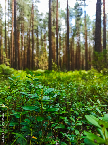 Forest Soil with Grass