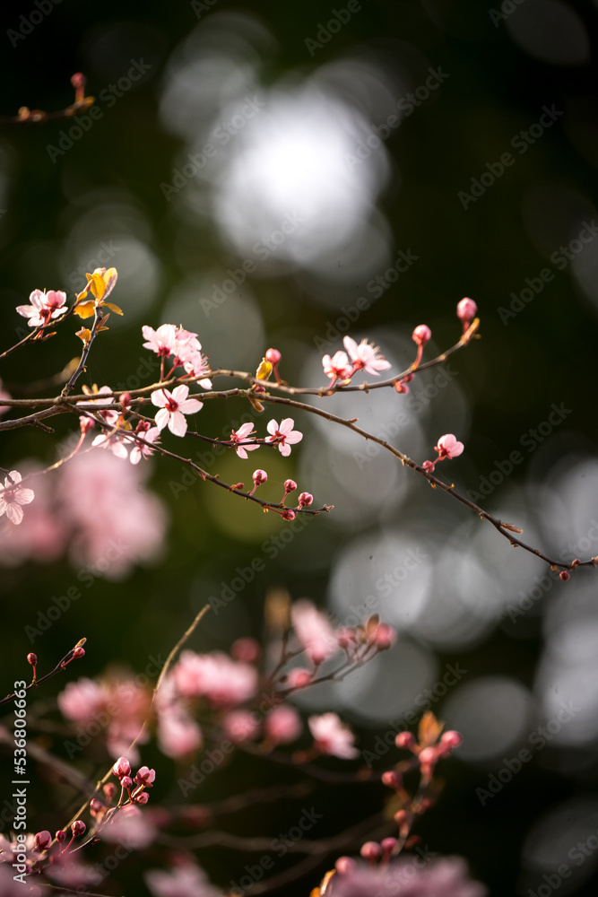 Frühling Frühling
