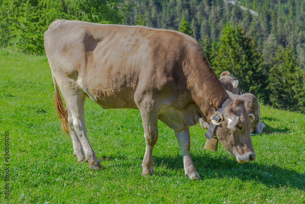 a cow basking in the sun on the alpine meadow in the apls, germany, europe. a cow basking in the sun on the alpine meadow in the apls, germany, europe.