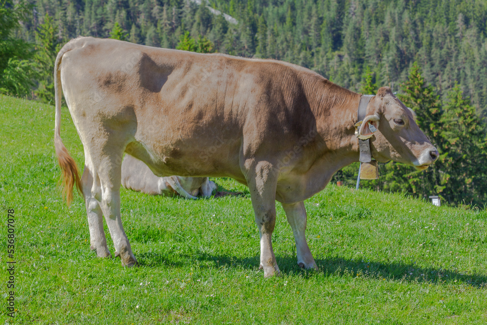 a cow basking in the sun on the alpine meadow in the apls, germany, europe. a cow basking in the sun on the alpine meadow in the apls, germany, europe.