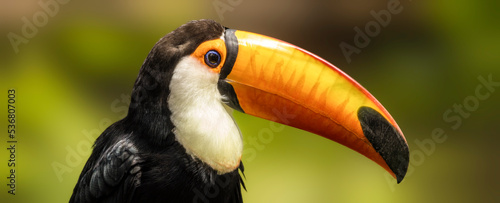 portrait of a toco toucan © TaliZorah