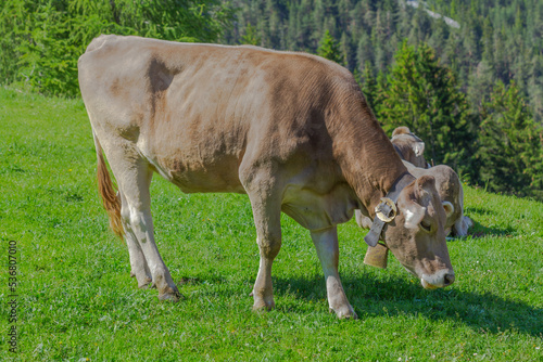 a cow basking in the sun on the alpine meadow in the apls, germany, europe.