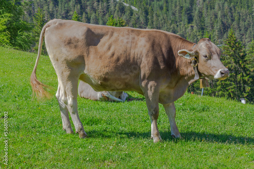 a cow basking in the sun on the alpine meadow  in the apls  germany  europe.