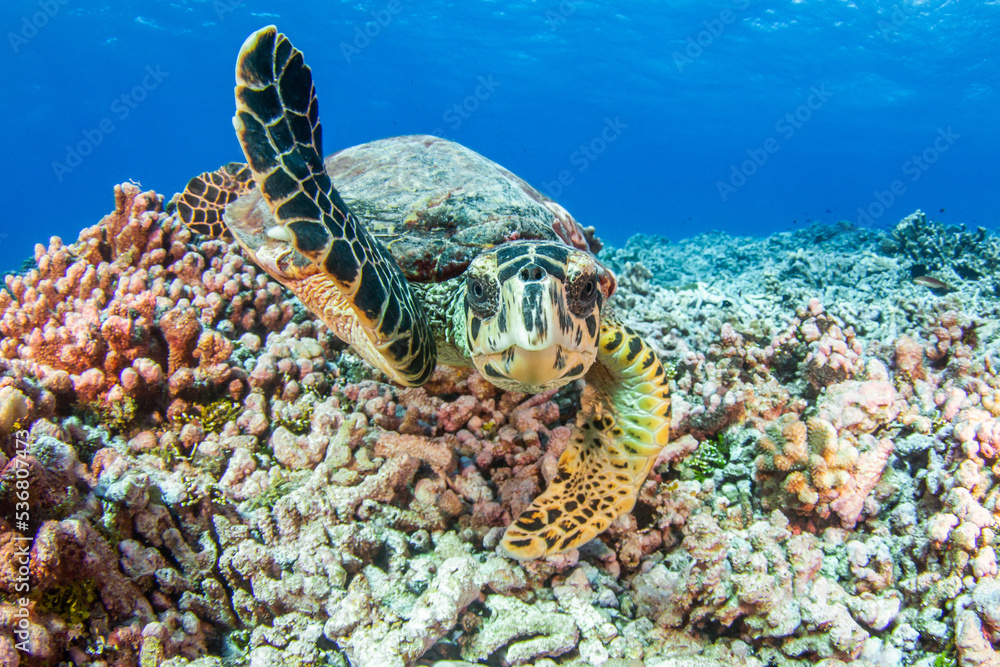 Obraz premium Hawksbill sea turtle on the reef