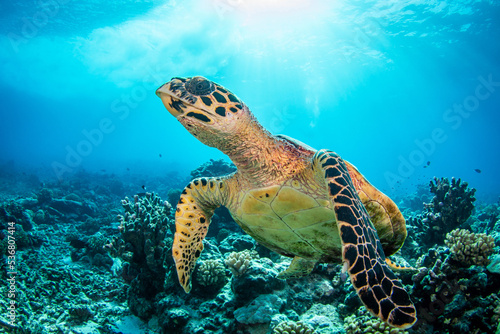 Hawksbill sea turtle on the reef © Tropicalens