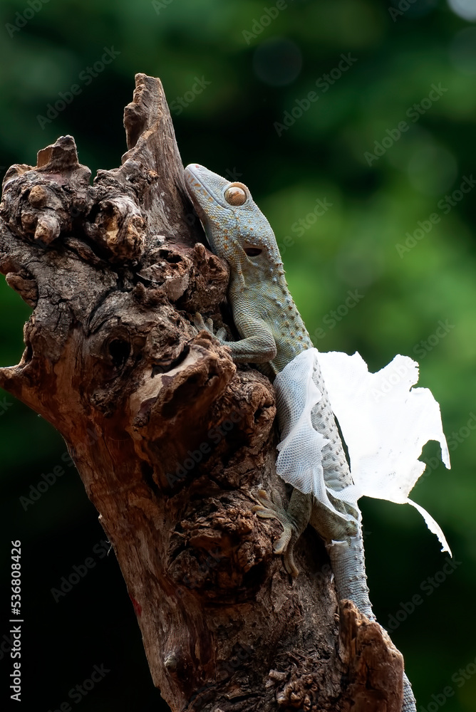 Tokay gecko moulding its skin on a tree Tokay gecko moulding its skin on a tree