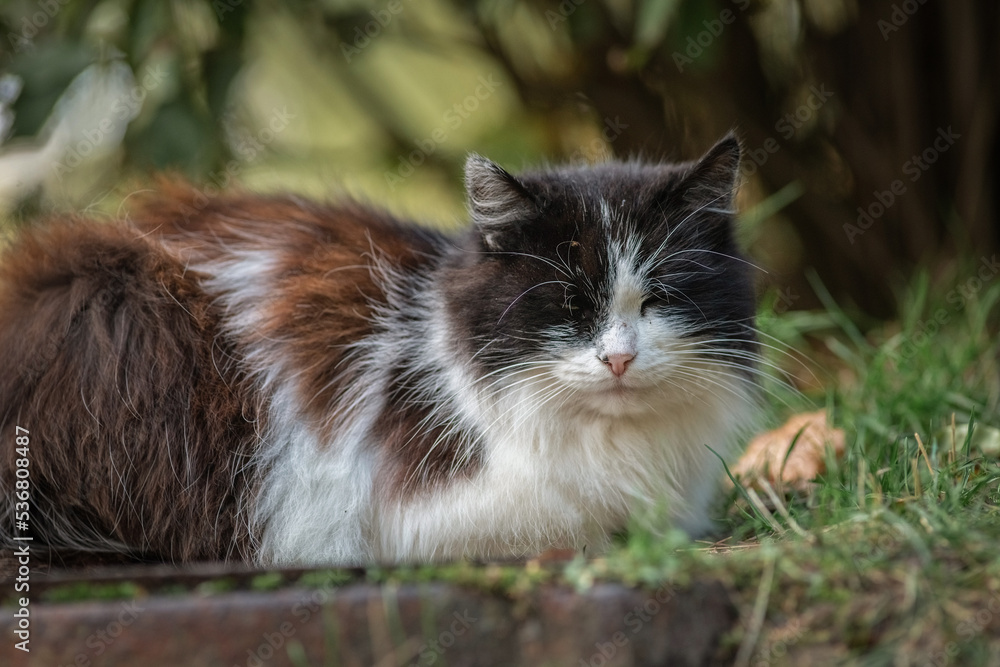 A beautiful black and white cat sits on a sewer manhole in the park.