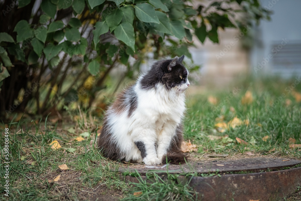 A beautiful black and white cat sits on a sewer manhole in the park. A beautiful black and white cat sits on a sewer manhole in the park.