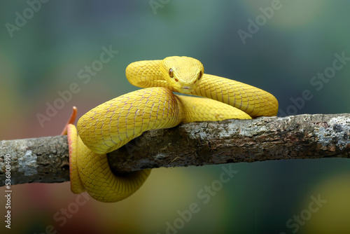 White lipped tree viper in colourful blue background