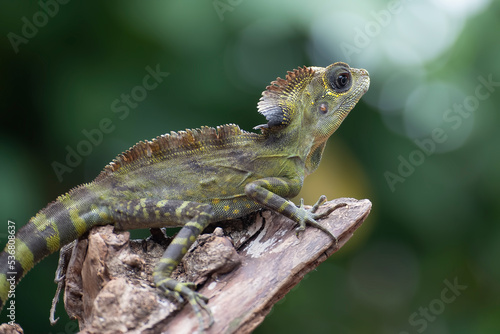 Boyd forest dragon lizard on a tree photo