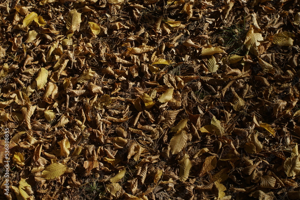 the ground is covered with dry autumn leaves the ground is covered with dry autumn leaves