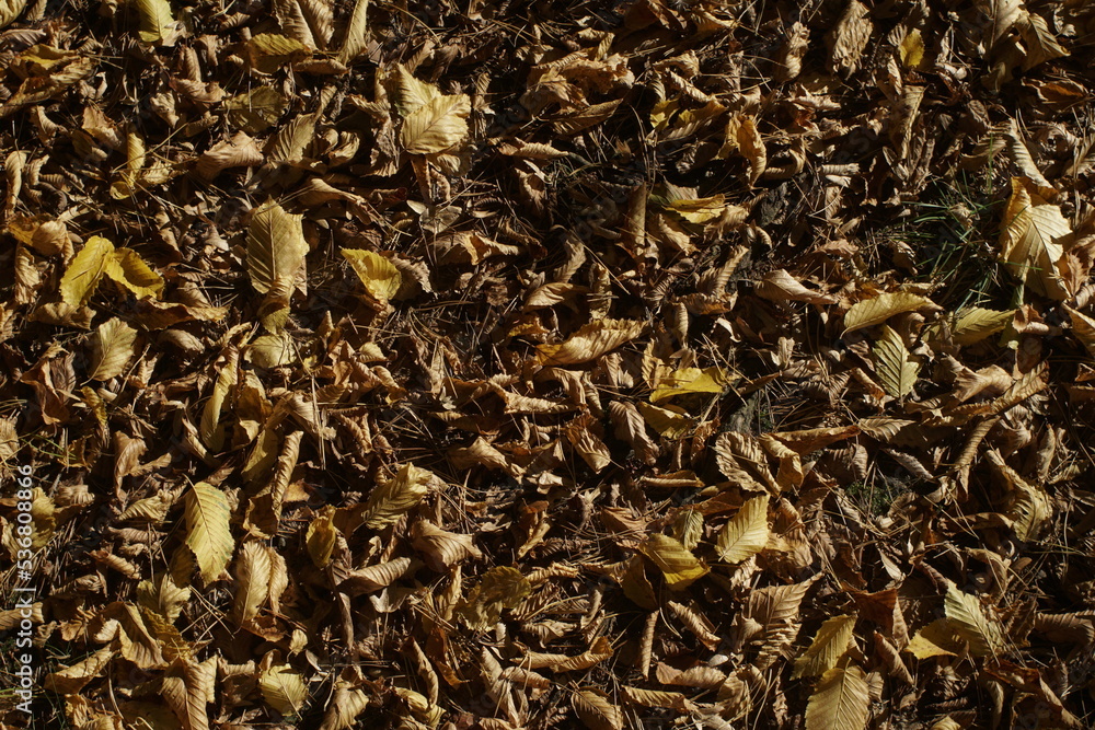 the ground is covered with dry autumn leaves the ground is covered with dry autumn leaves