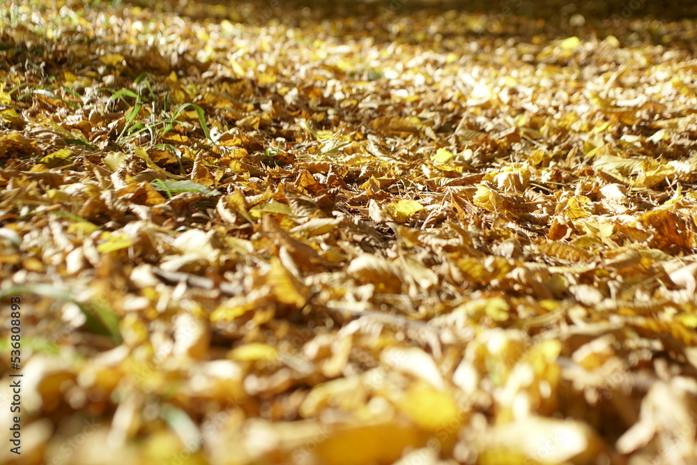 the ground is covered with dry autumn leaves the ground is covered with dry autumn leaves