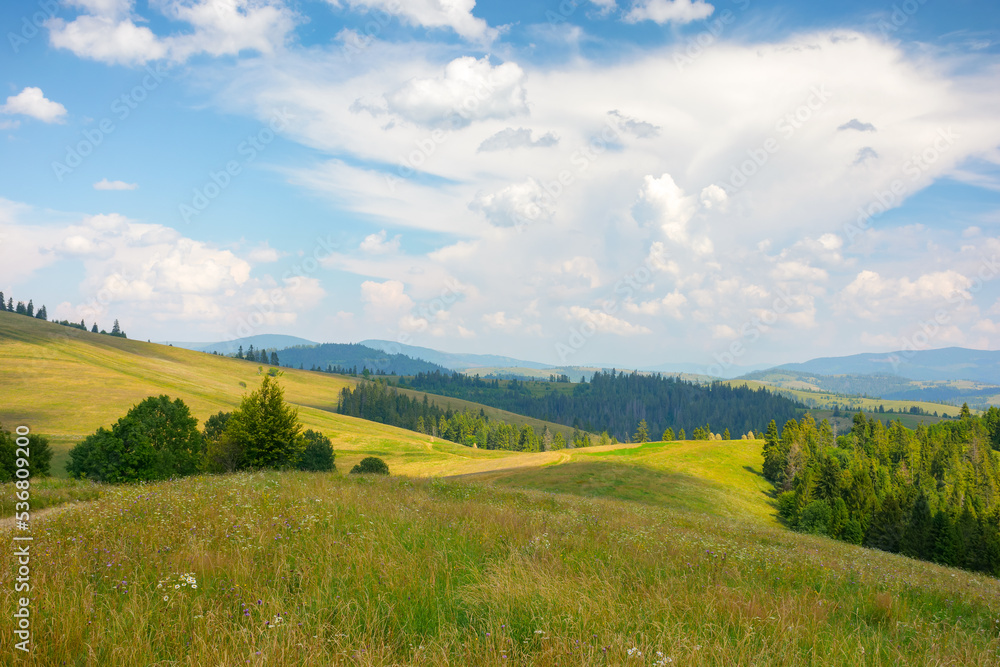 green nature scenery in carpathian mountains. grassy pasture near the forest on the hill. sunny summer weather with beautiful cloudscape in the afternoon light
