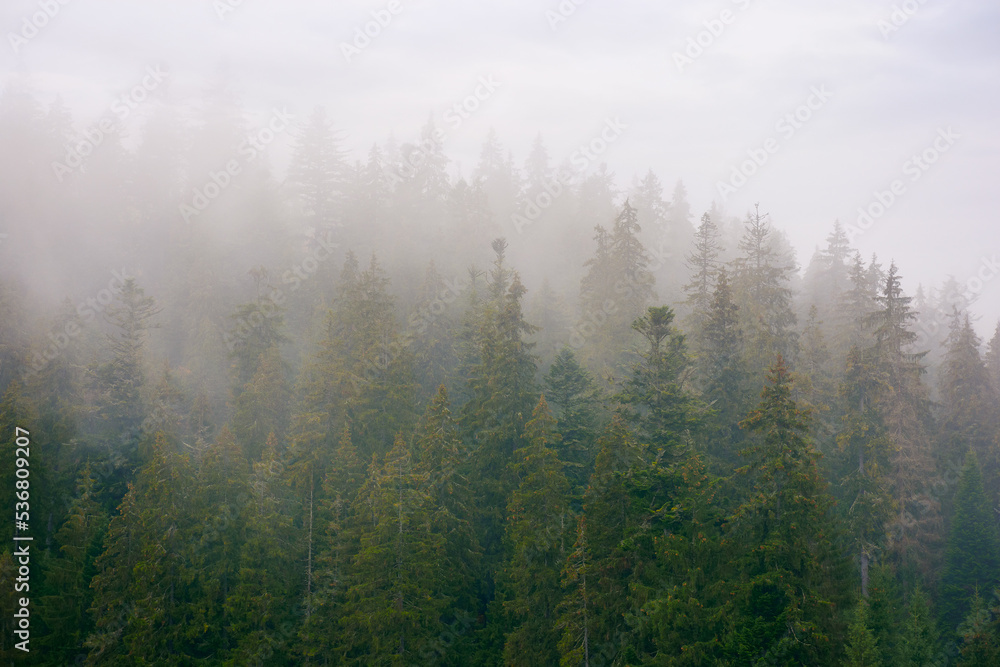 spruce forest on a misty autumn day. moody nature background with overcast sky spruce forest on a misty autumn day. moody nature background with overcast sky