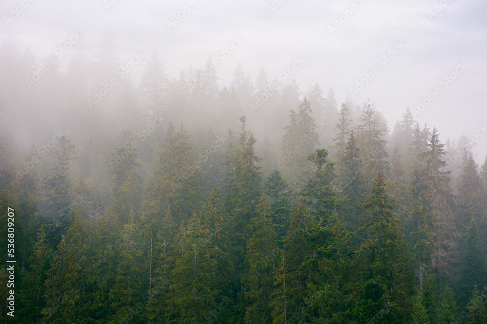 spruce forest on a misty autumn day. moody nature background with overcast sky