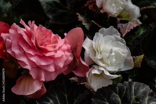 pink and white roses