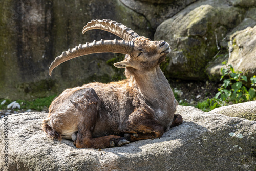 Male mountain ibex or capra ibex on a rock living in the European alps