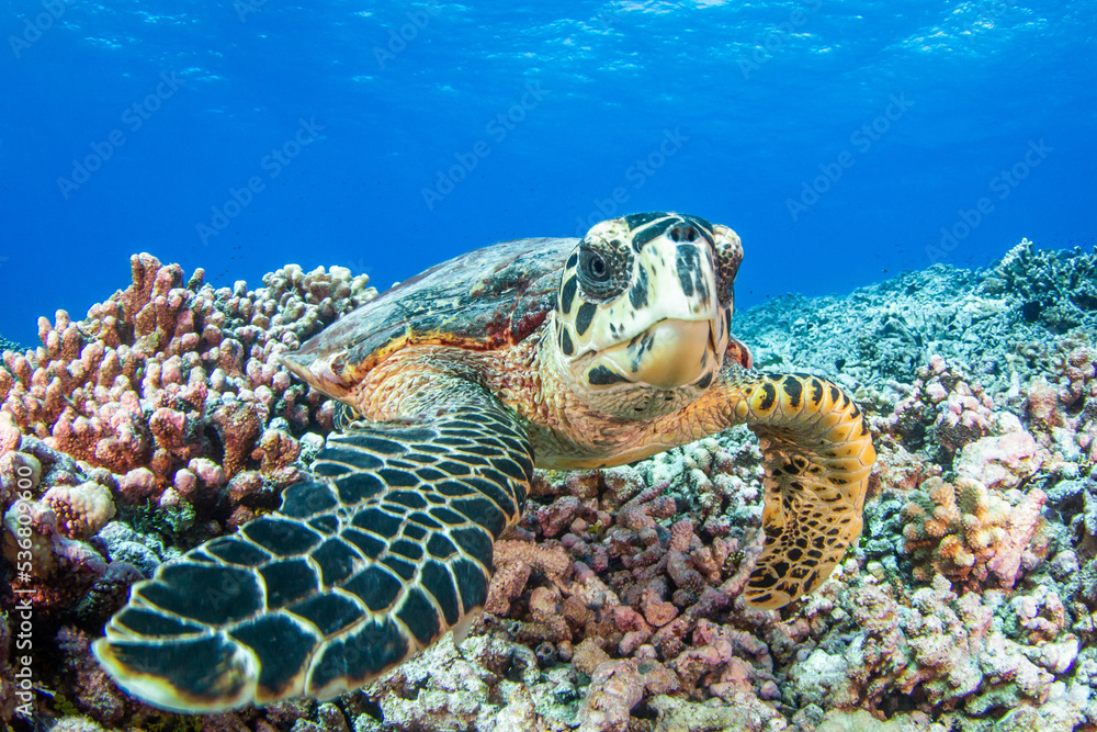 Obraz premium Hawksbill sea turtle