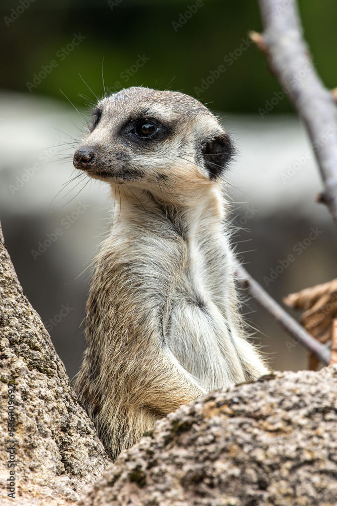 Fototapeta premium Meerkat, Suricata suricatta sitting on a stone and looking into the distance