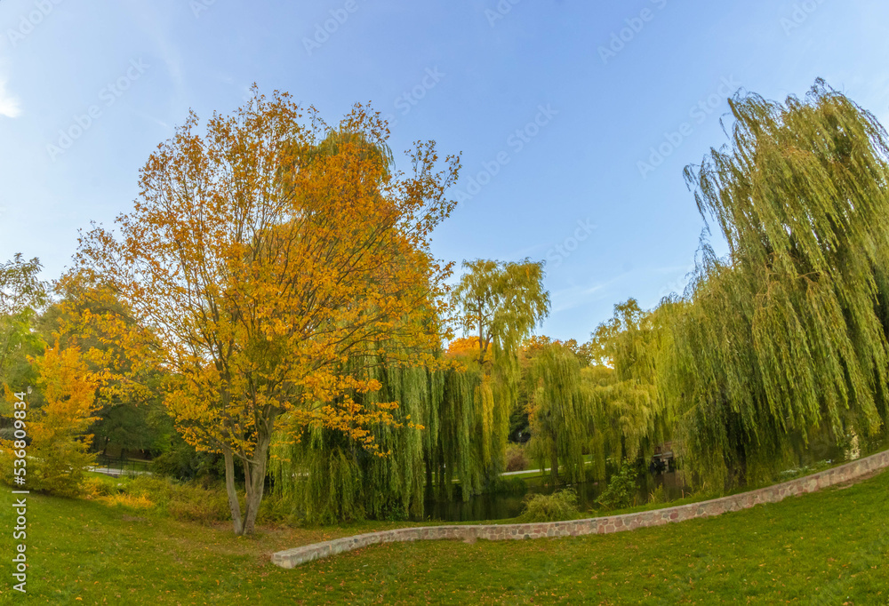 Fototapeta premium autumn in the park