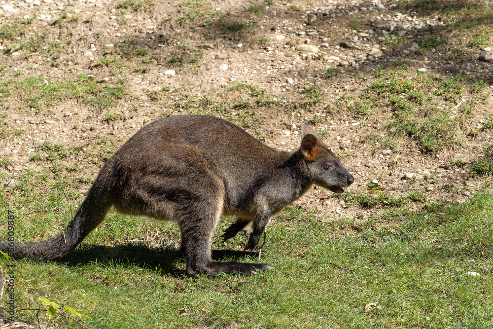 Swamp Wallaby, Wallabia bicolor, is one of the smaller kangaroos Swamp Wallaby, Wallabia bicolor, is one of the smaller kangaroos
